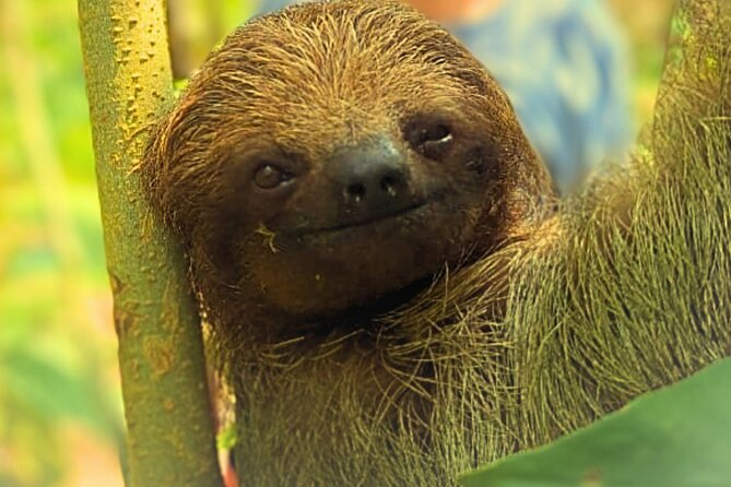 Rio Celeste Expedition – Sloths, Waterfalls & Nature's Magic - Sloths, toucans, and a family property in Upala