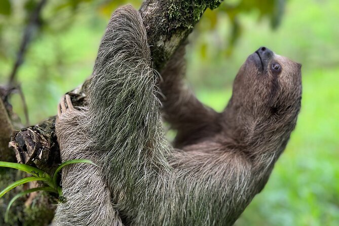 Rio Celeste Waterfall Plus Sloths and wildlife Sanctuary - The 6:30 a.m. start from Tamarindo