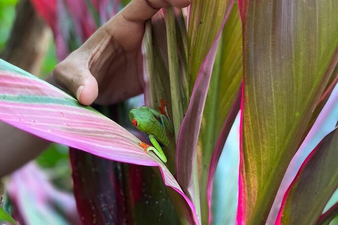 Rio Celeste Waterfall Plus Sloths and wildlife Sanctuary - Lunch at Doña Carmen and a small butterfly stop