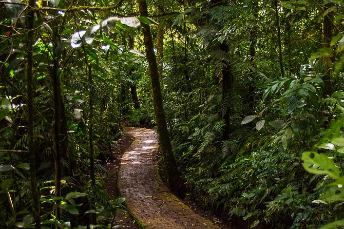 Selvatura Park Combo Tour From Monteverde - Hanging bridges through the cloud forest