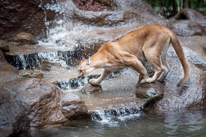 Skip the Line:Day Ticket-La Paz Waterfall Gardens Nature Park & Wildlife Refuge - A compact Costa Rica sampler near San Jose