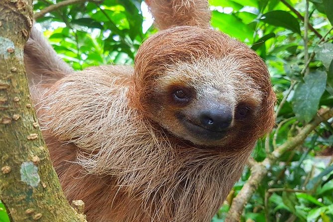 Sloth Discovery & Swim in Rio Celeste - Key points to know before booking