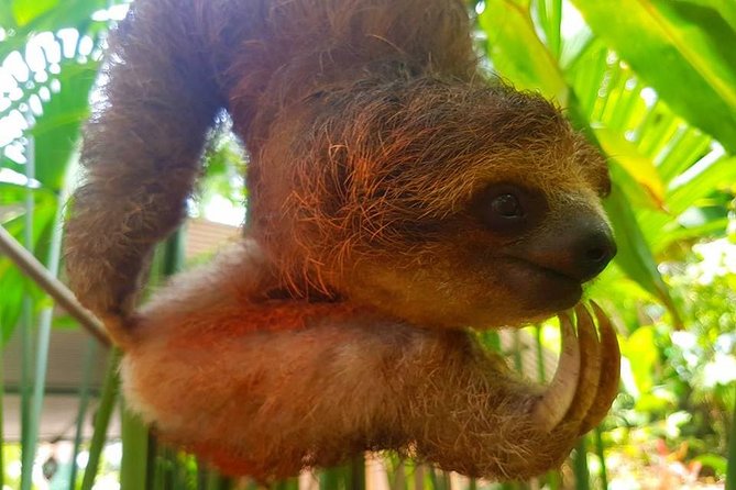 Sloth Discovery & Swim in Rio Celeste - The guides can shape the whole day