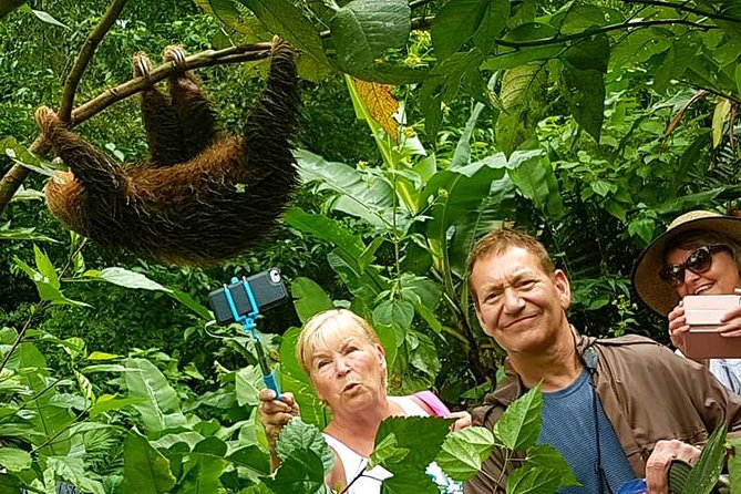 Sloth Discovery & Swim in Rio Celeste - A closer look at the sloth experience