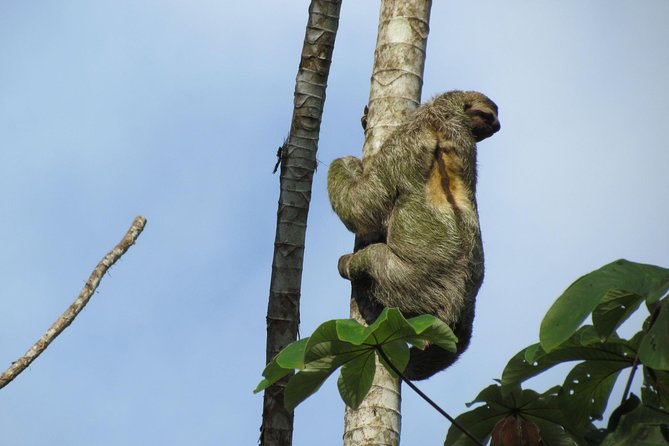 SLOTH PARK ADVENTURE La Fortuna - Starting near La Fortuna’s central park
