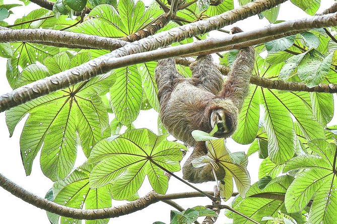 SLOTH PARK ADVENTURE La Fortuna - Cooking, tortillas, and sugar-cane juice