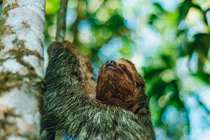 SLOTH PARK ADVENTURE La Fortuna - Is $67 a fair price?