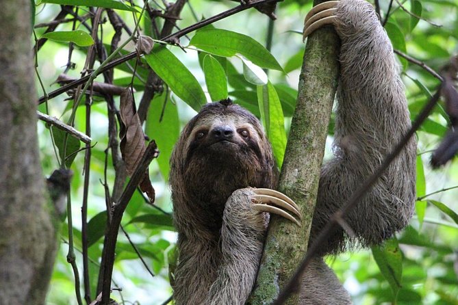 SLOTH PARK ADVENTURE La Fortuna - Who will enjoy this La Fortuna outing?