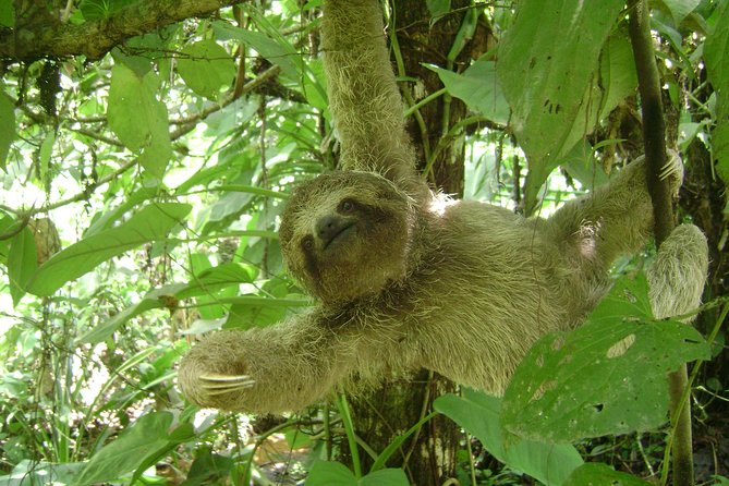 SLOTH PARK ADVENTURE La Fortuna - A flat 2-mile trail through a 20-hectare property