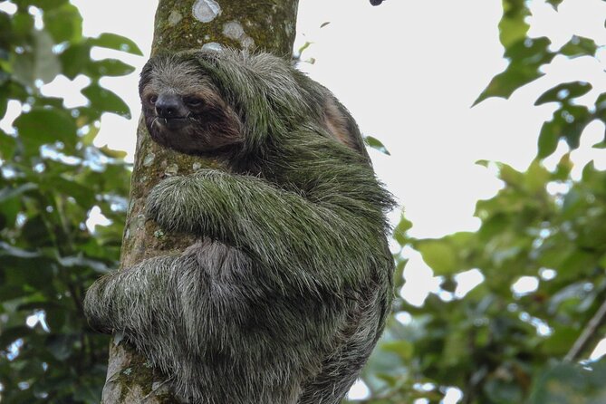 Sloth Tour in La Fortuna and Tortillas Cooking Class - Two sloth species in one outing