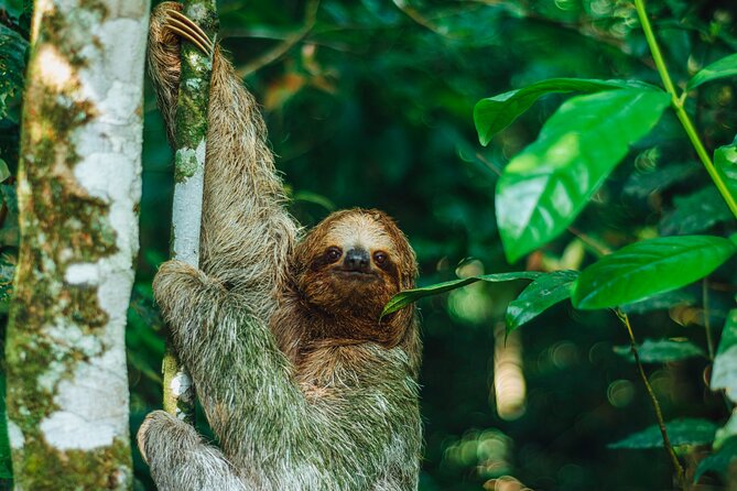 Sloth Tour in La Fortuna and Tortillas Cooking Class - Why the guide makes such a difference
