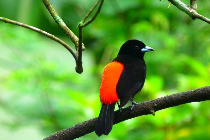 Slothies and Birds Sightseeing - Why this short walk works so well in La Fortuna