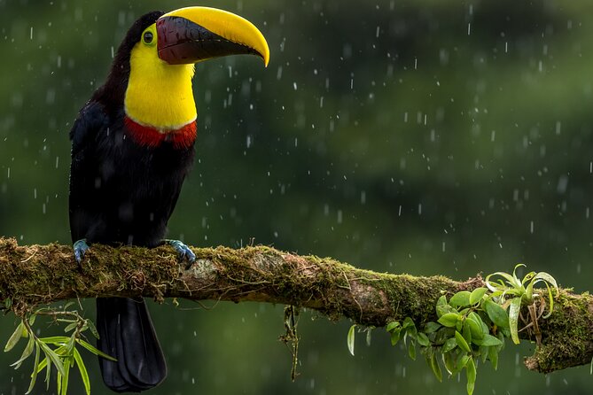 Slothies and Birds Sightseeing - Walking the 2-kilometer rainforest trail