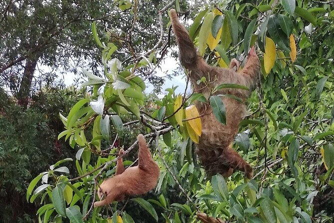 Slothies and Birds Sightseeing - Finding sloths with help from a sharp-eyed guide