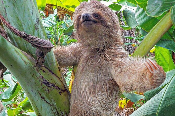 Sloths in the Rain Forest and Safari by the River - Key points to know before booking
