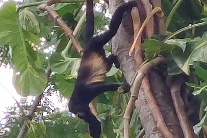 Sloths in the Rain Forest and Safari by the River - A wildlife day built around two different habitats