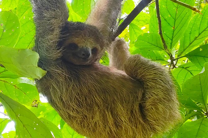 Sloths in the Rain Forest and Safari by the River - Bijagua’s private rainforest reserve