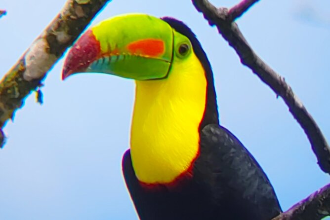 Sloths in the Rain Forest and Safari by the River - The Corobici River by unpowered rafting boat