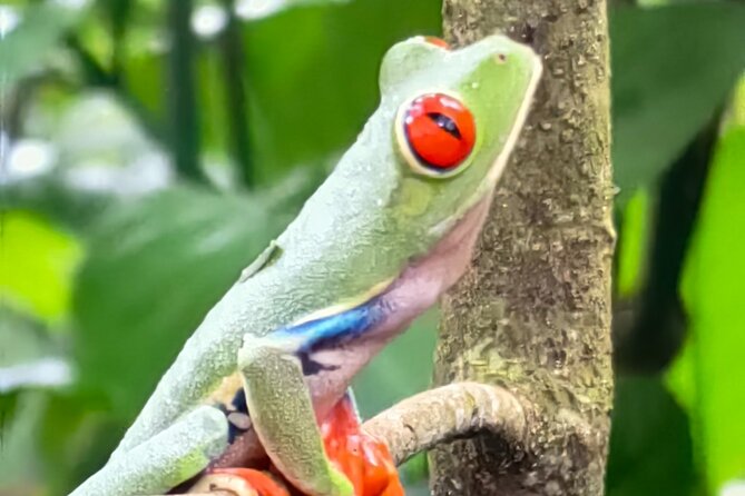 Sloths in the Rain Forest and Safari by the River - What the $165 price really buys