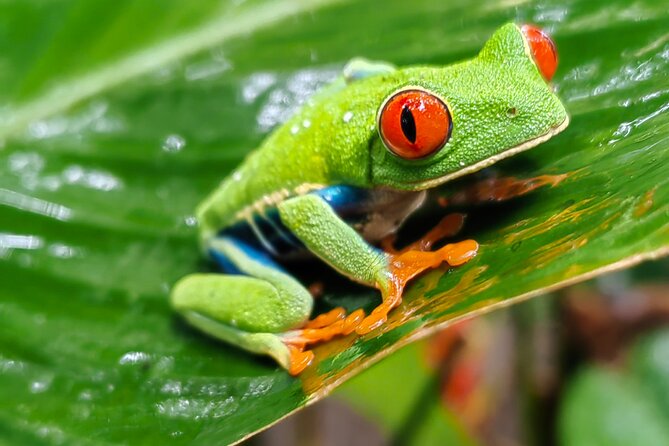 Sloths in the Rain Forest and Safari by the River - Who should book this wildlife outing
