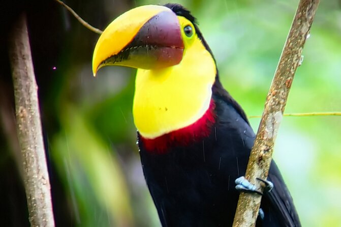 Sloths in the Rain Forest and Safari by the River - Should you book it?