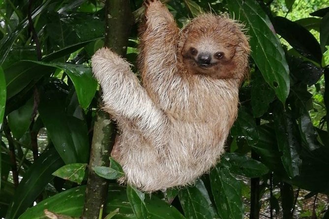 Sloths in their natural habitat & Blue river waterfall - A Costa Rican lunch with room for special diets