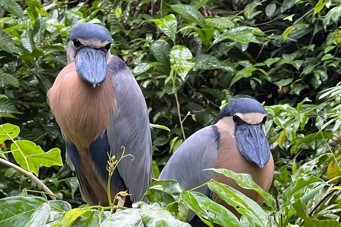 Small Group Tortuguero National Park Canoe Tour - Why the dawn start matters in Tortuguero