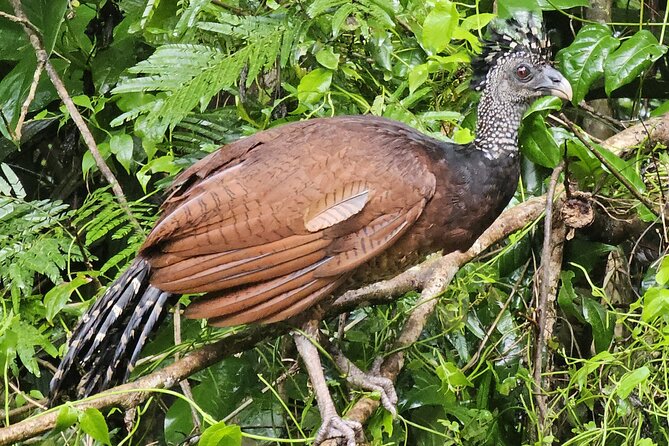 Small Group Tortuguero National Park Canoe Tour - What the $35 price really covers