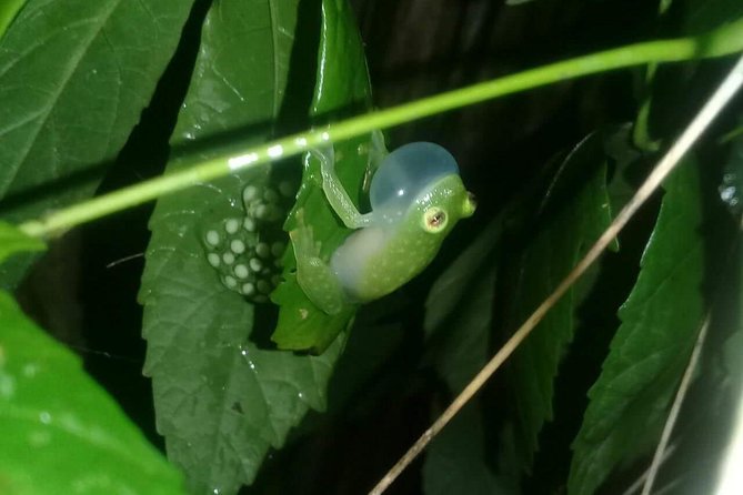 Small-Group Tortuguero National Park Night Walk in Costa Rica - The route question: forest trail or village edge?