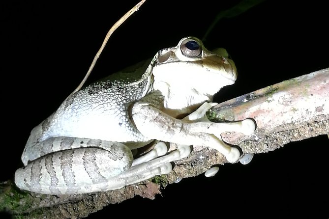 Small-Group Tortuguero National Park Night Walk in Costa Rica - Is $28 good value?