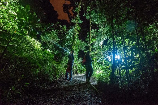 Small-Group Tortuguero National Park Night Walk in Costa Rica - Walking slowly with a wildlife spotter