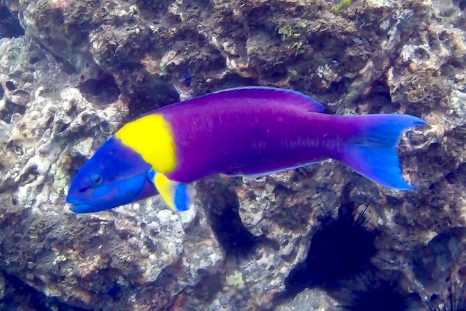 Snorkeling and Cruises - Food, drinks, and the value of staying aboard
