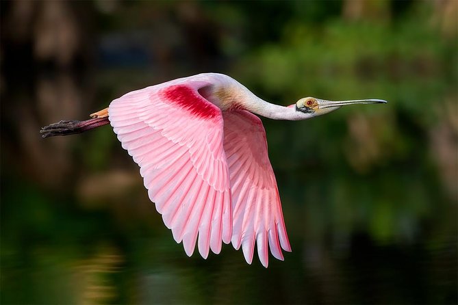 Spectacular Palo Verde Eco-Tour & Blue Zone Adventure - Key points to know before you book