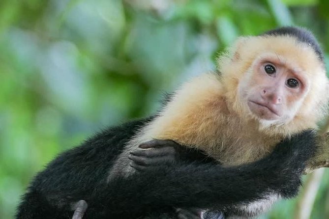 Spectacular Palo Verde Eco-Tour & Blue Zone Adventure - Why the Tempisque River makes this trip worthwhile
