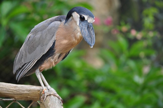 Spectacular Palo Verde Eco-Tour & Blue Zone Adventure - One hour on the Tempisque River