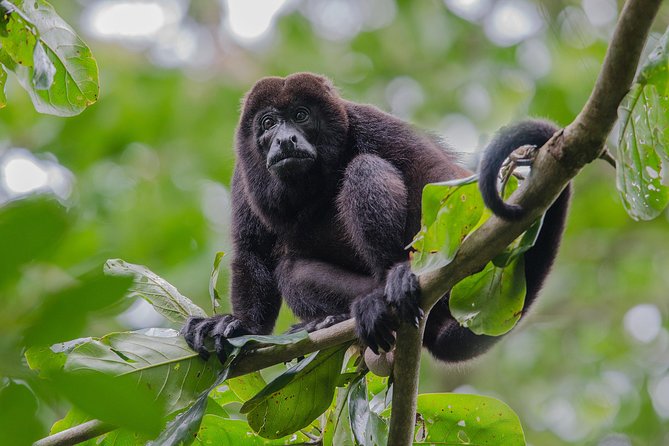 Spectacular Palo Verde Eco-Tour & Blue Zone Adventure - Lunch that connects the outing to Costa Rica