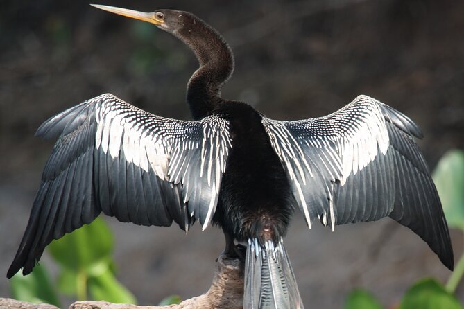 Spectacular Palo Verde Eco-Tour & Blue Zone Adventure - Who will enjoy this outing most