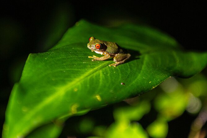 Sunset And Night Walk Guided Tour - Key points to know before booking