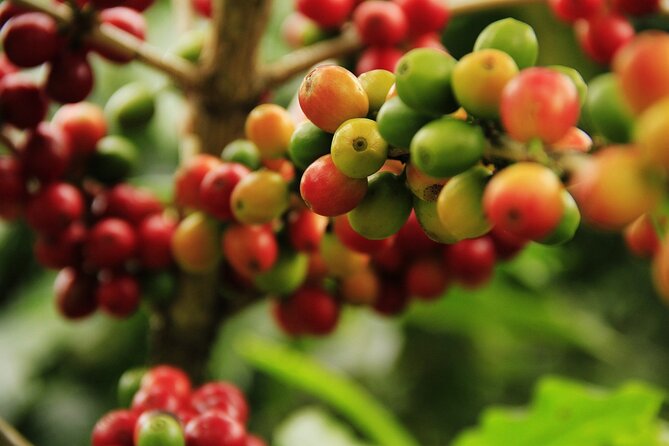 Super Combo Tour: Waterfalls Gardens + Coffee Tour + Poás Volcano - La Paz Waterfall Gardens is the day’s big payoff