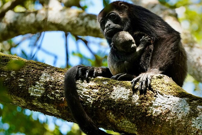 Tamarindo Birdwatching Crocodiles and Monkey Tour - Quick points to know