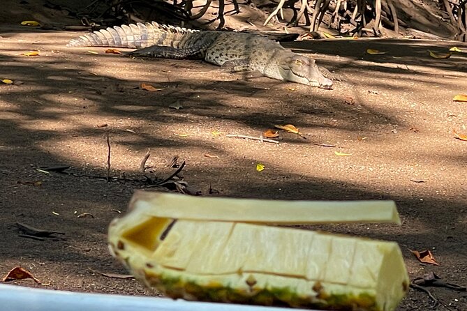 Tamarindo Birdwatching Crocodiles and Monkey Tour - Leaving Tamarindo for the mangrove channels