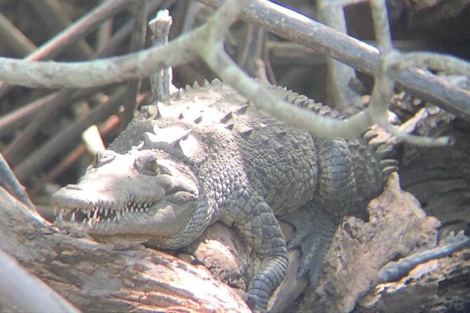 Tamarindo Birdwatching Crocodiles and Monkey Tour - Crocodiles, monkeys, birds, and smaller creatures