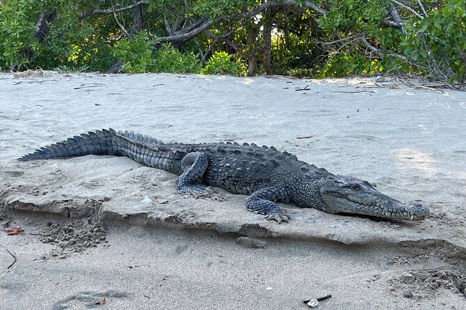 Tamarindo Birdwatching Crocodiles and Monkey Tour - What makes Las Baulas National Marine Park special
