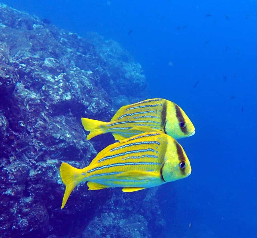 Tamarindo: Guided Snorkeling Tour with Marine Life Spotting - A 40-minute break with fruit and ocean views
