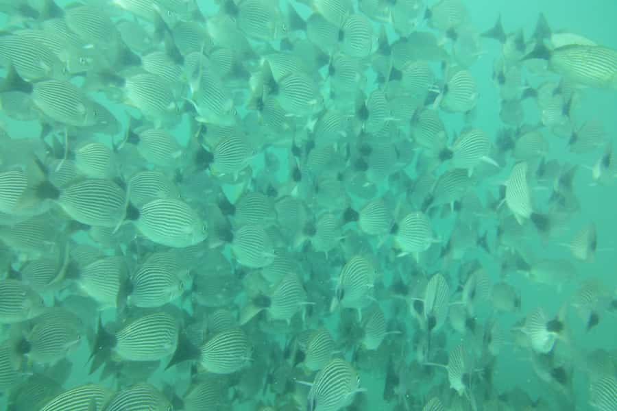 Tamarindo: Guided Snorkeling Tour with Marine Life Spotting - Returning to Tamarindo before the afternoon