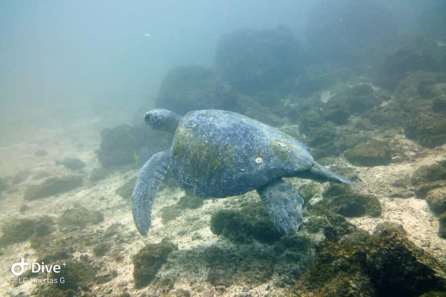 Tamarindo: Guided Snorkeling Tour with Marine Life Spotting - Is $95 a fair price?