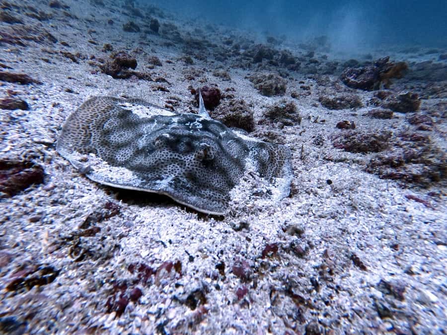 Tamarindo: Guided Snorkeling Tour with Marine Life Spotting - Who will enjoy this most?