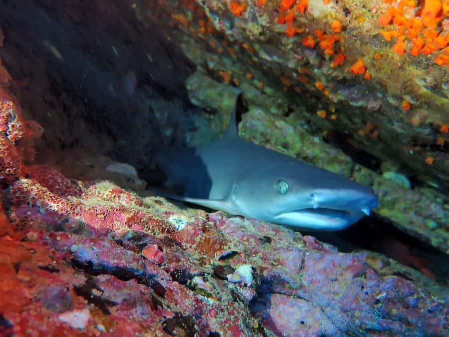 Tamarindo: Guided Snorkeling Tour with Marine Life Spotting - Booking and preparation tips