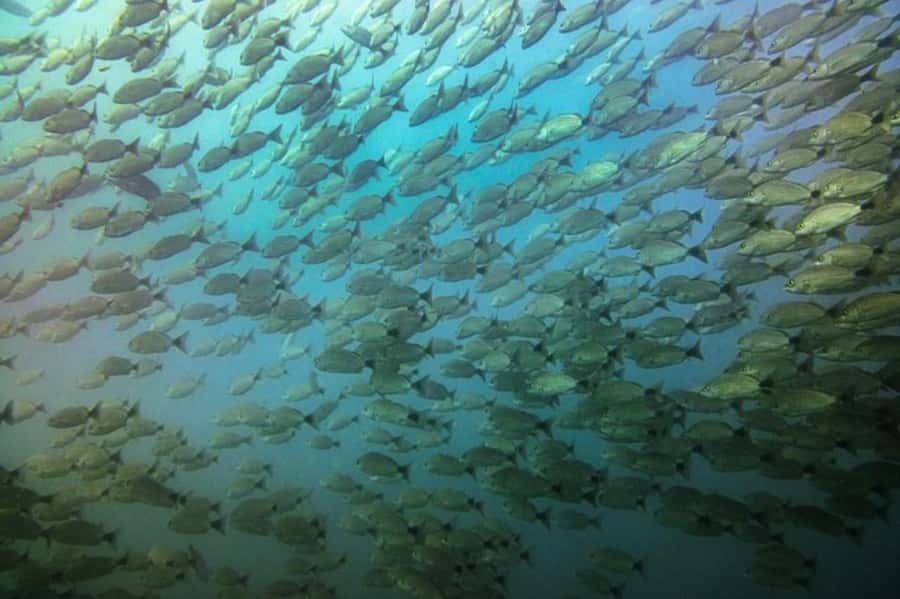 Tamarindo: Guided Snorkeling Tour with Marine Life Spotting - The small-boat transfer and 45-minute ride