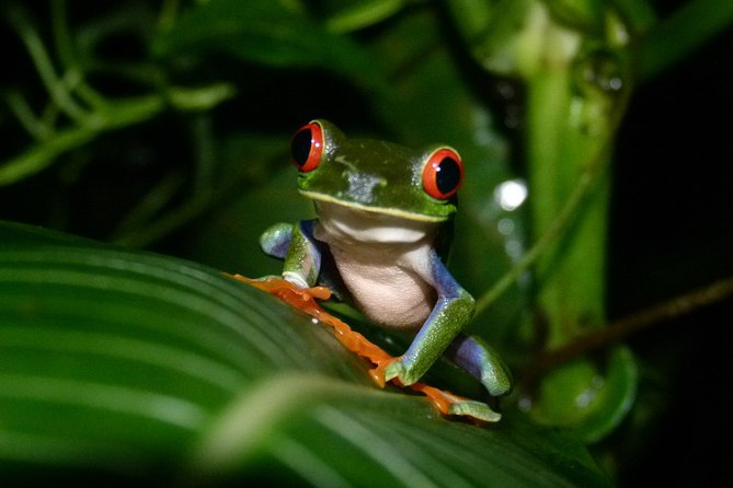 The best of Tortuguero: Canoe, hike and night tour (turtle in Jul-Oct) - The evening choice: wildlife at 6 p.m. or turtles after dark